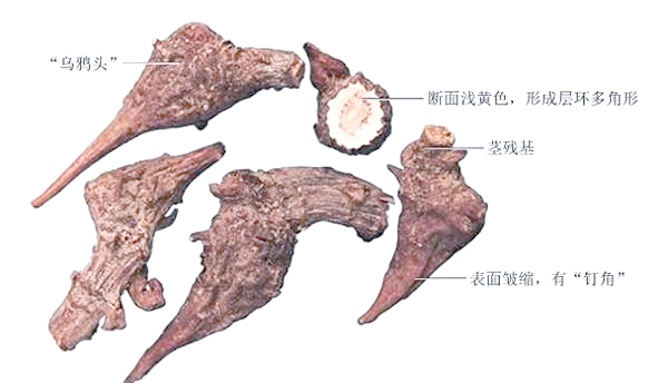 草乌与诃子:从毒性到药用的安全演变探秘