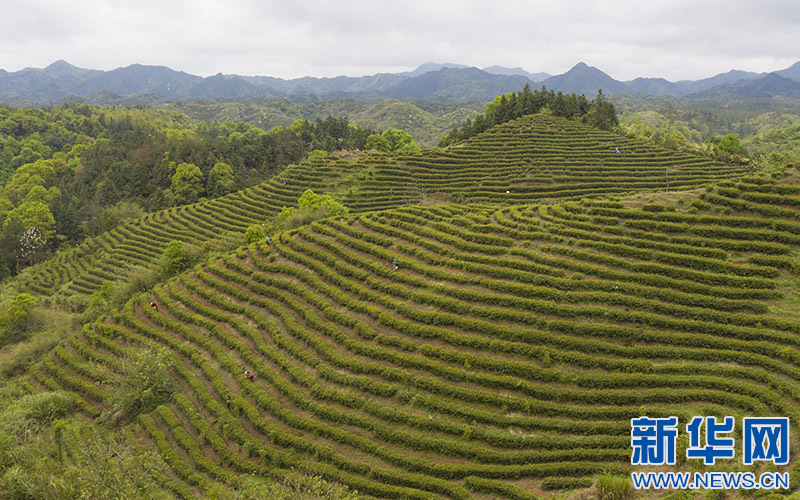 最是一年春好处|江西万安:春来茶园绿 茶农采摘忙
