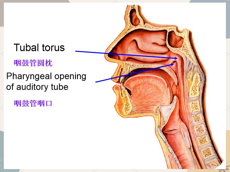 咽的形态复杂而精细,它由多个相互连接的腔室组成,包括鼻咽,口咽和