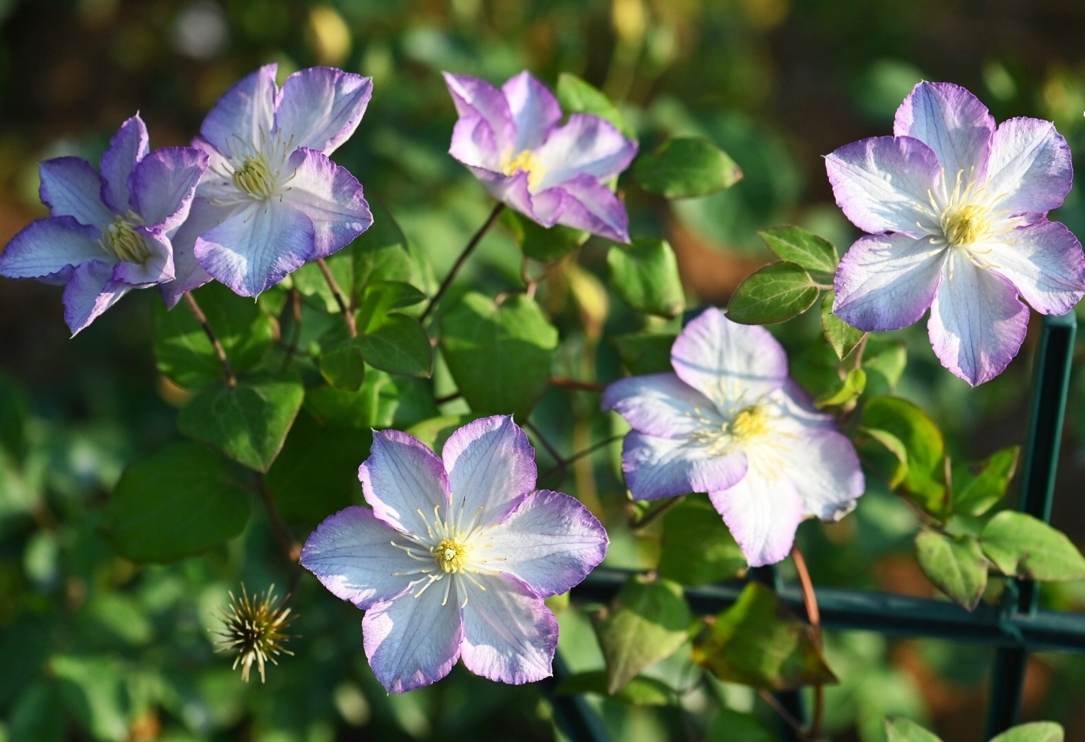 铁线莲"幸运符"—颜值超高,丰花勤花,栽培容易,阳台也能养