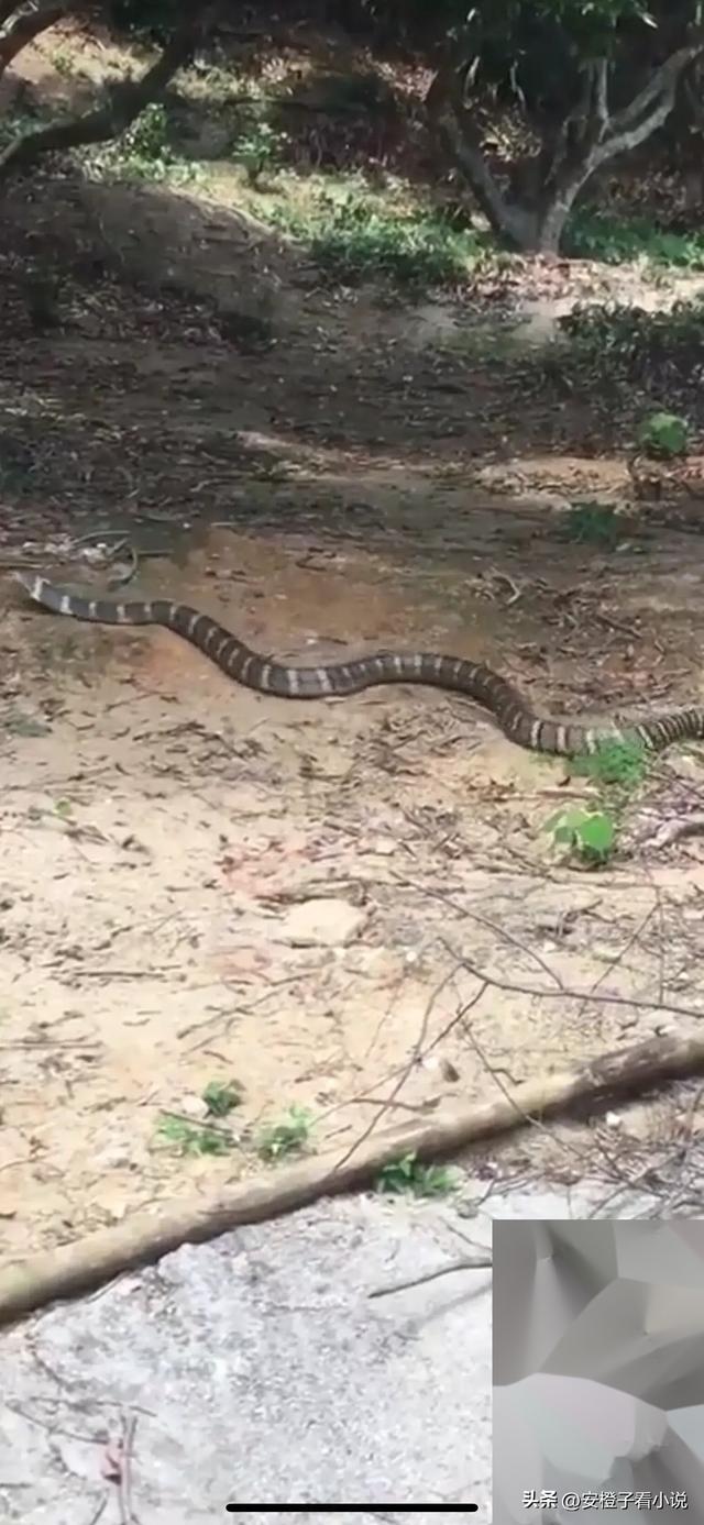 毛骨悚然!云南普洱,有村民在野外果园,发现条三米多长的大黑蛇