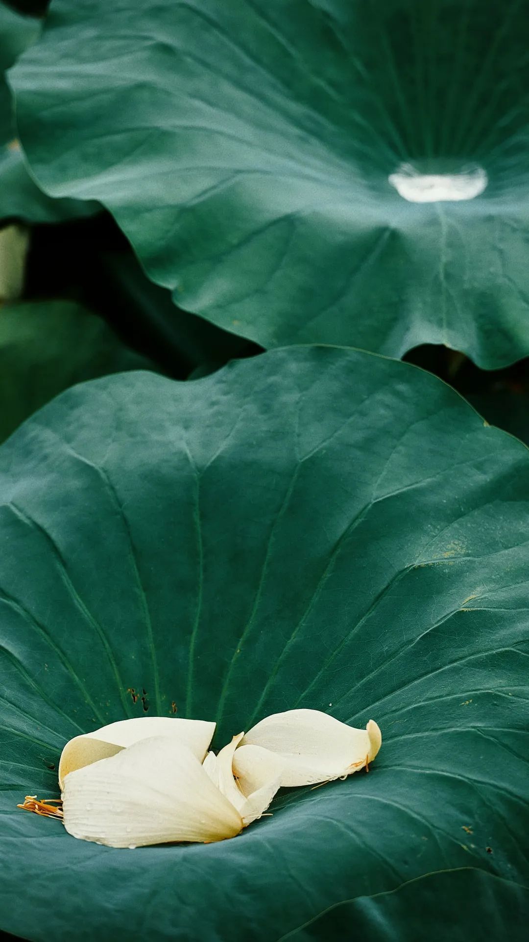 1080_1920竖版 竖屏