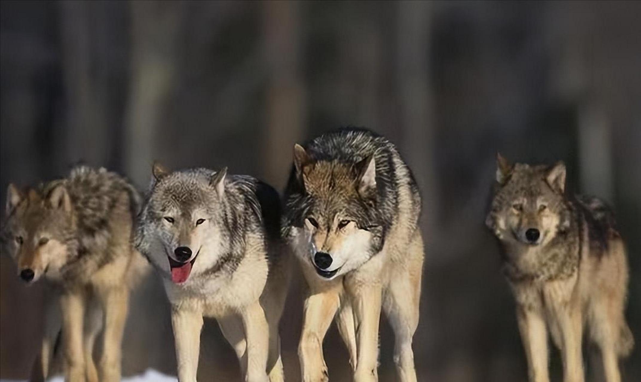 开着满油的挖掘机在野外遇到狼群会有危险吗?该如何自保?