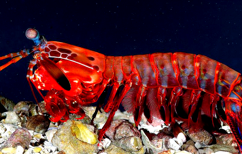 而在北美洲大西洋沿岸,鬼虾蛄则是更为常见的种类