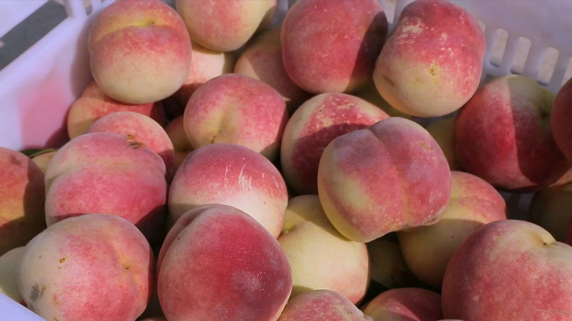 河北阜城:冬桃满枝头 果农甜心头