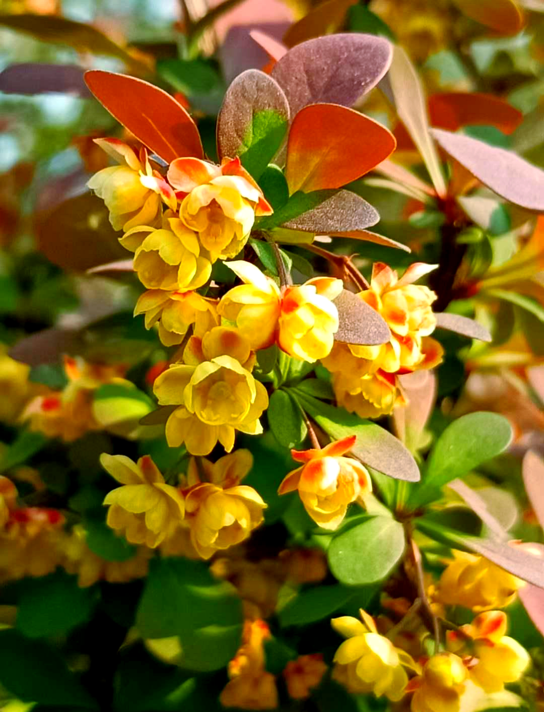 紫叶小檗的花期之谜:为何它的花香如此特别