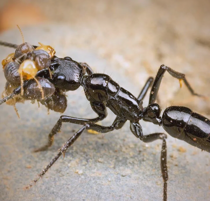 撒哈拉沙漠中的马塔贝勒蚁:为生存而战的英雄