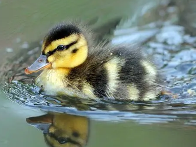 小鸭子的本领是什么