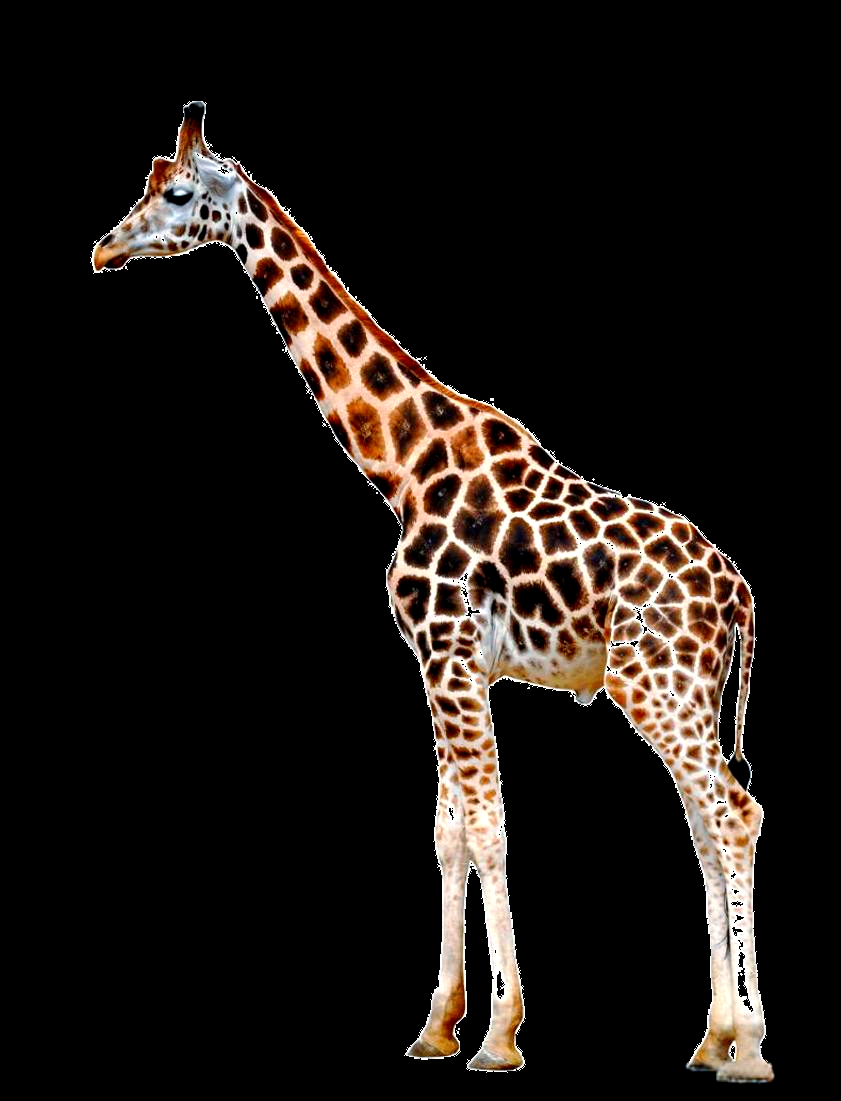 长颈鹿的优雅舞蹈