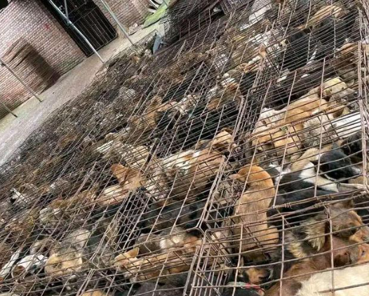 广东狗肉批发揭阳市惠来县-白条狗肉批发20元一斤,50斤起批发