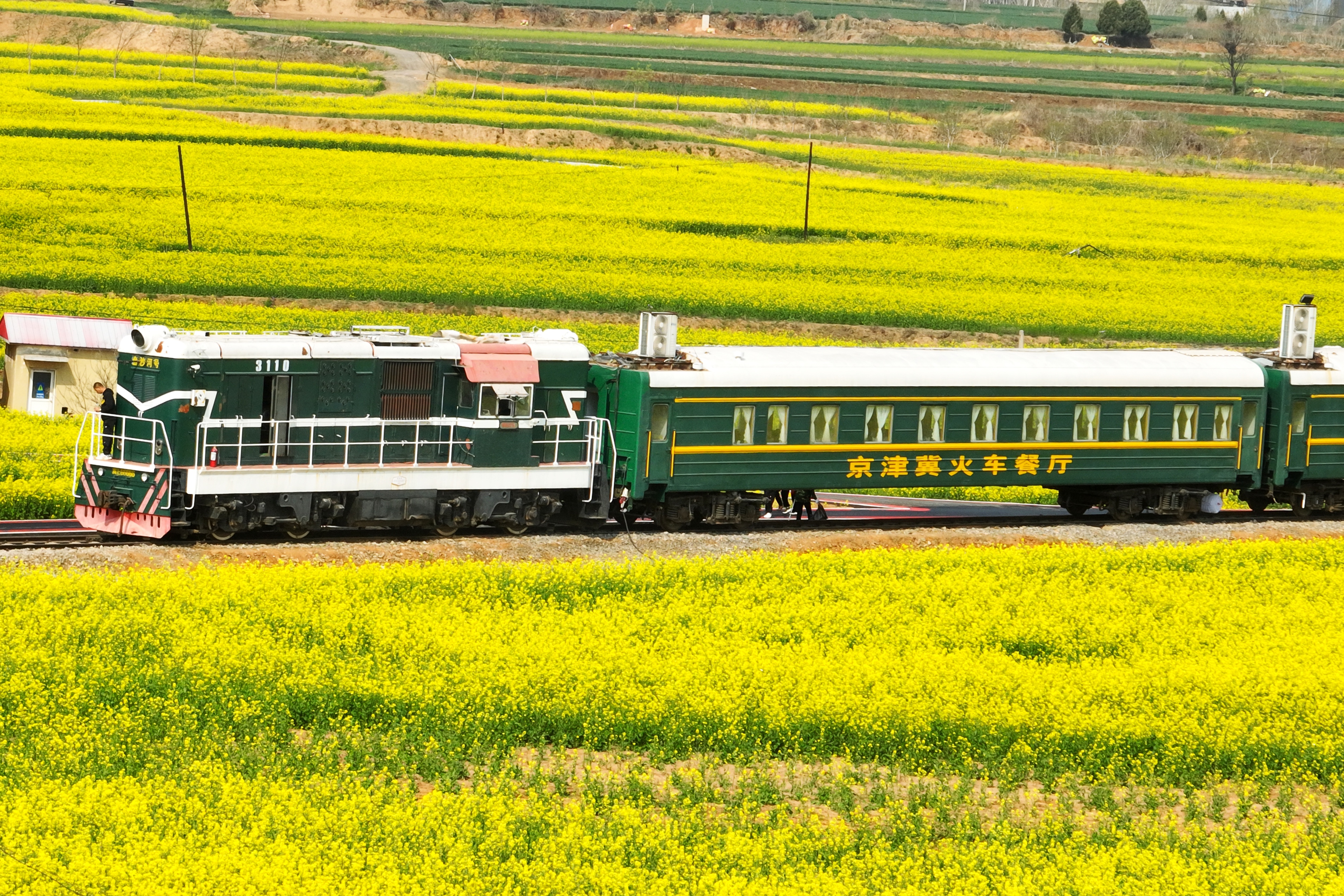 河北邢台赏花,红薯岭万亩油菜花盛放,还有时光列车和网红大鲸鱼