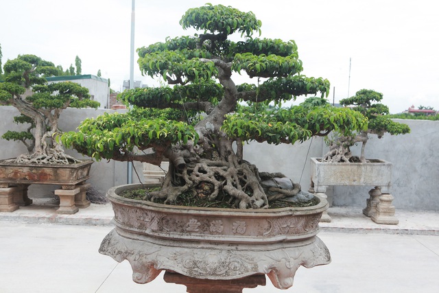 越南盆景艺术家的百万元作品