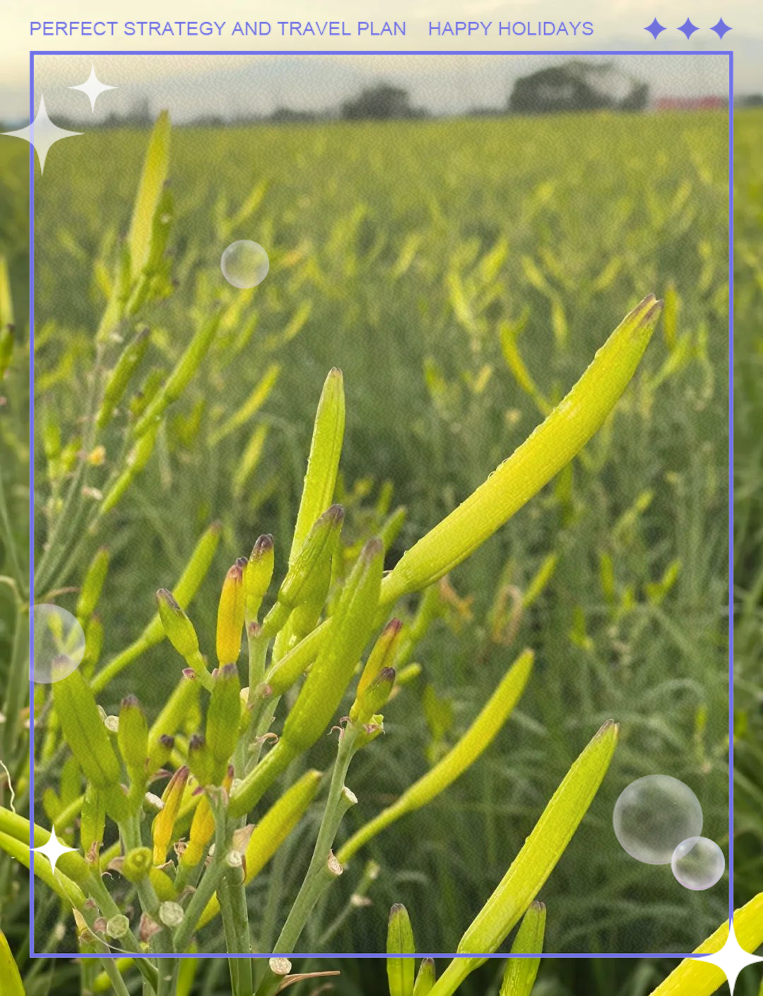 大同黄花产业盛大庆丰收,获"中国黄花之都"称号