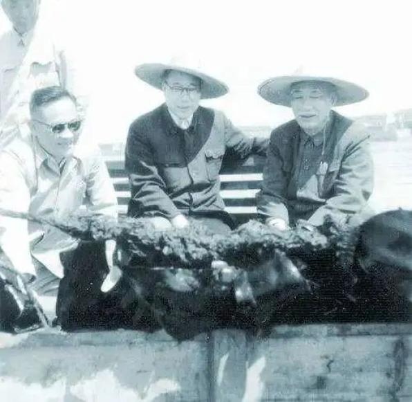 科技人物 | 曾呈奎——我国海藻学研究和海带栽培业的奠基人,海藻化学