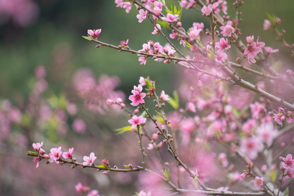 韶关翁源:三月踏春来 水墨桃花开