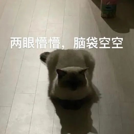 网红猫咪|挖煤工煤老板黑糖表情包 第七弹