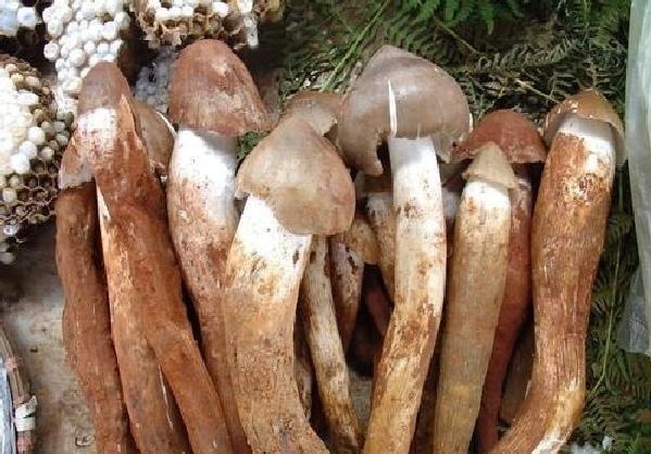 云南省资讯|云南玉溪三圣宫的6扇格子门,被称为海内外第一木雕:系