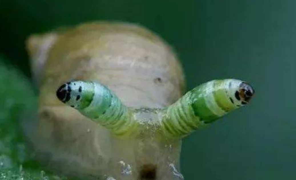 蜗牛寄生虫双盘吸虫图片