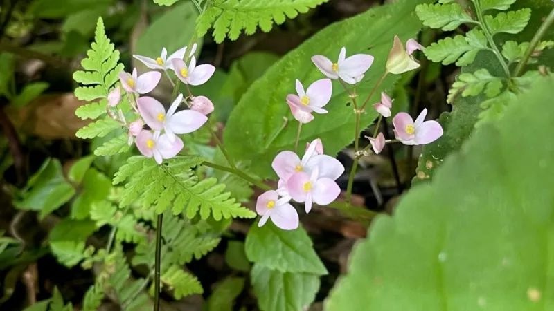 永仁县丨方山野生中华秋海棠正娇艳