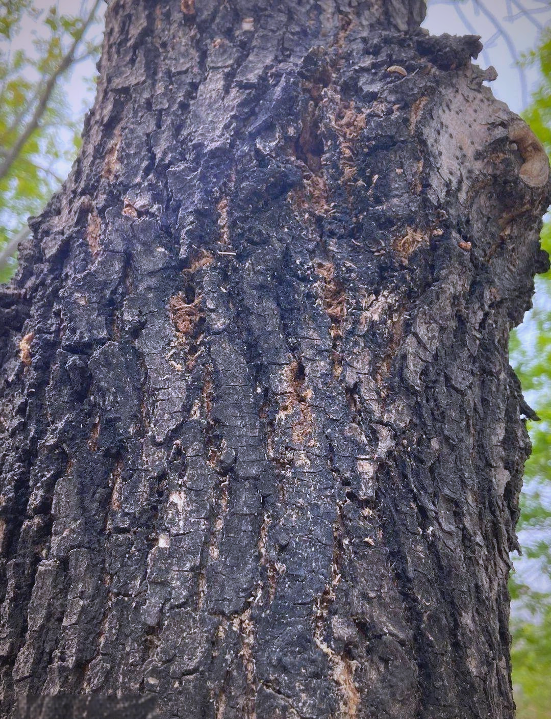 园林害虫大揭秘:如何防治钻蛀性害虫