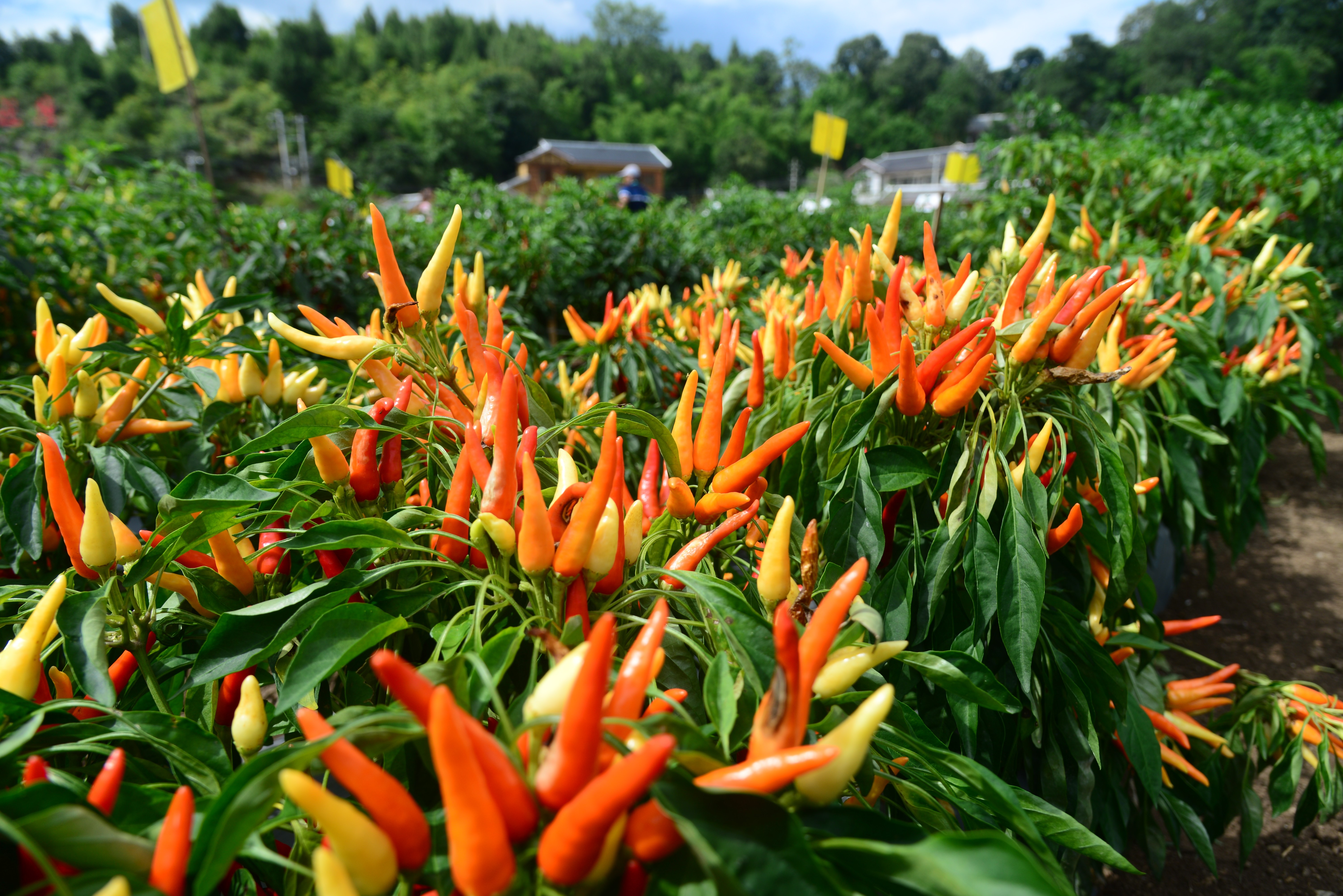 小辣椒"链"着红火日子