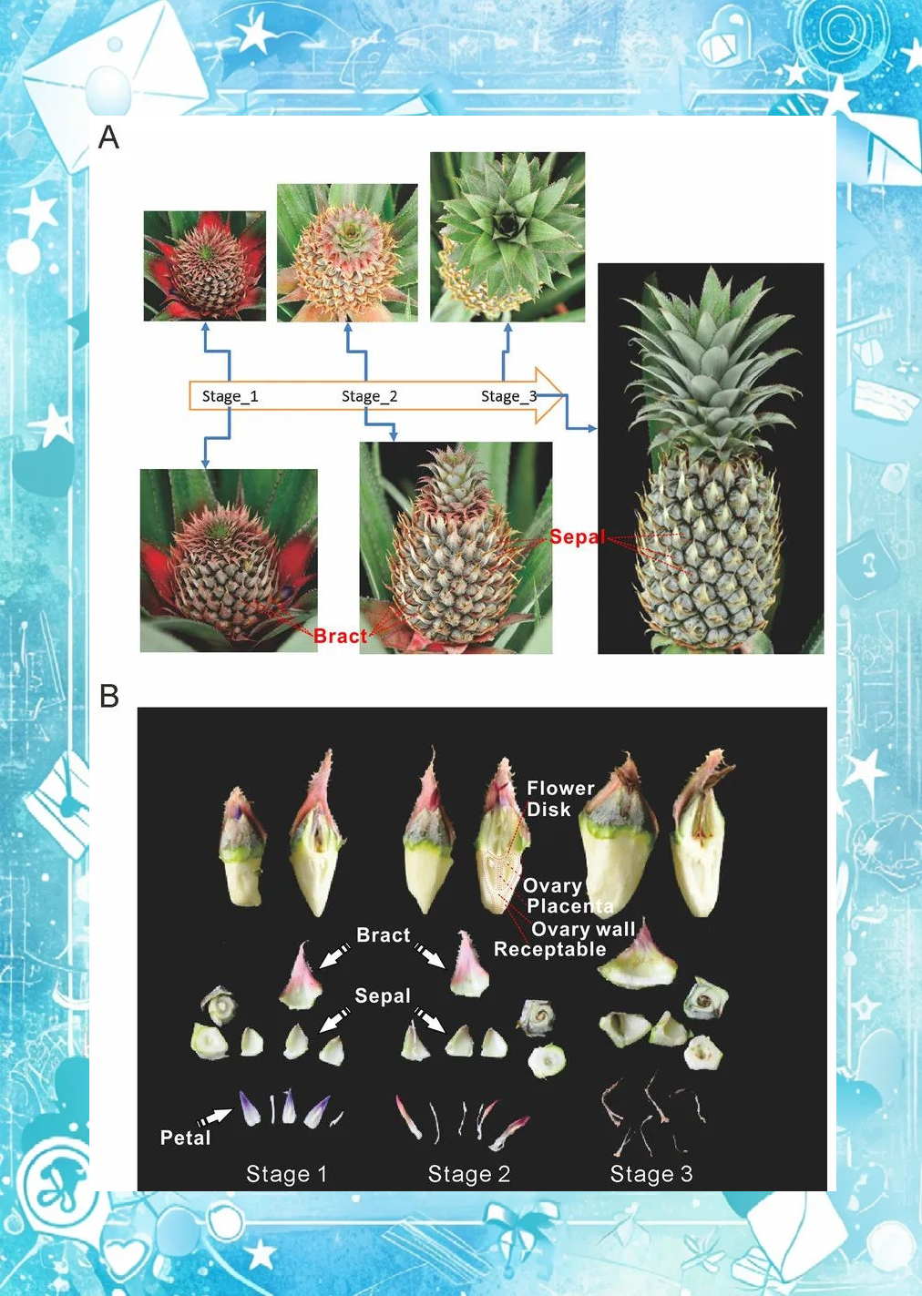 吃菠萝不再扎嘴的多种方法,你不可错过!