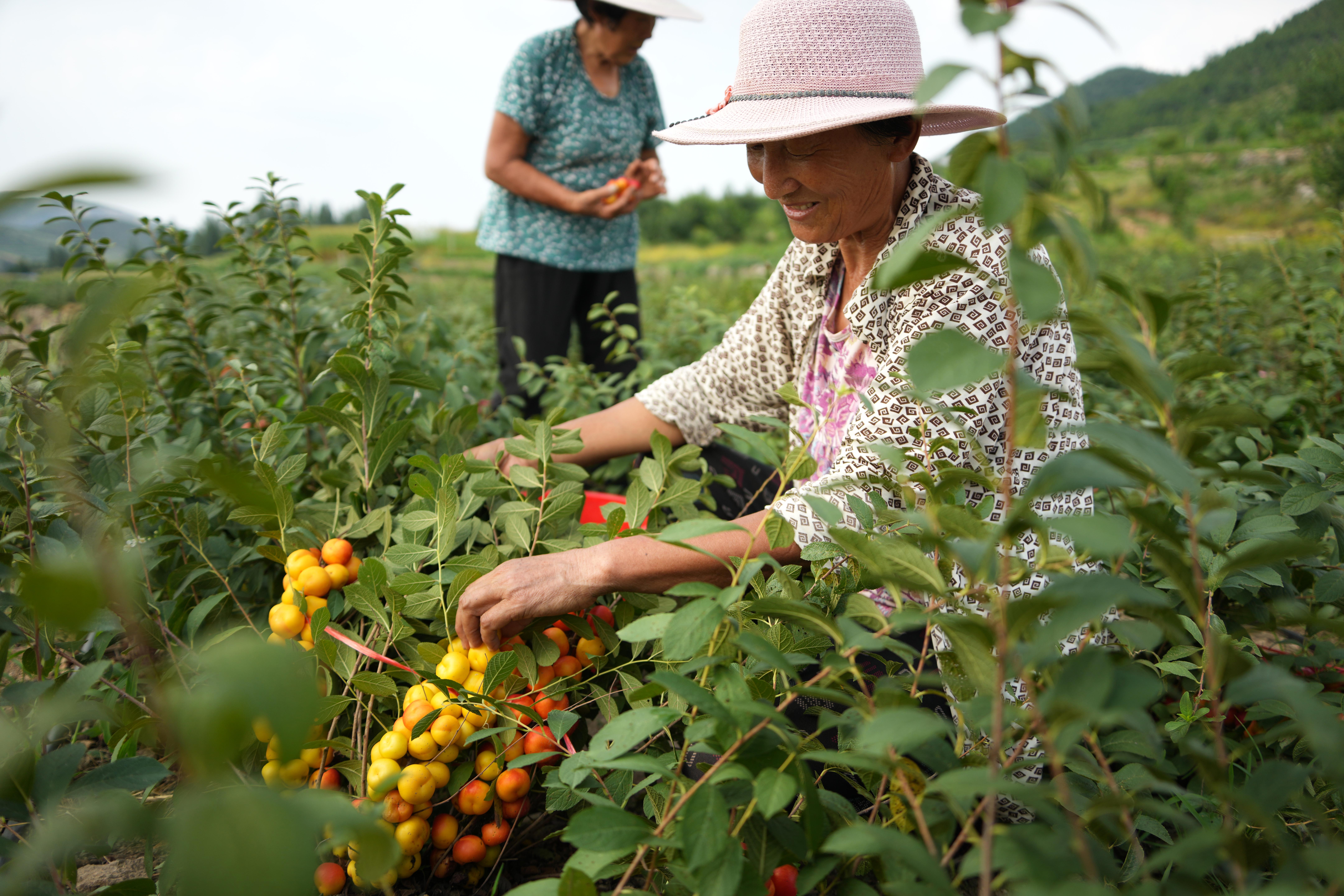 山东新泰:欧李进入收获期