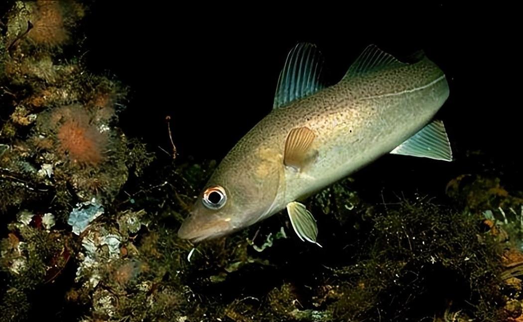 墨瑞鳕的生物学特性,与简单易懂,好操作的养殖技术