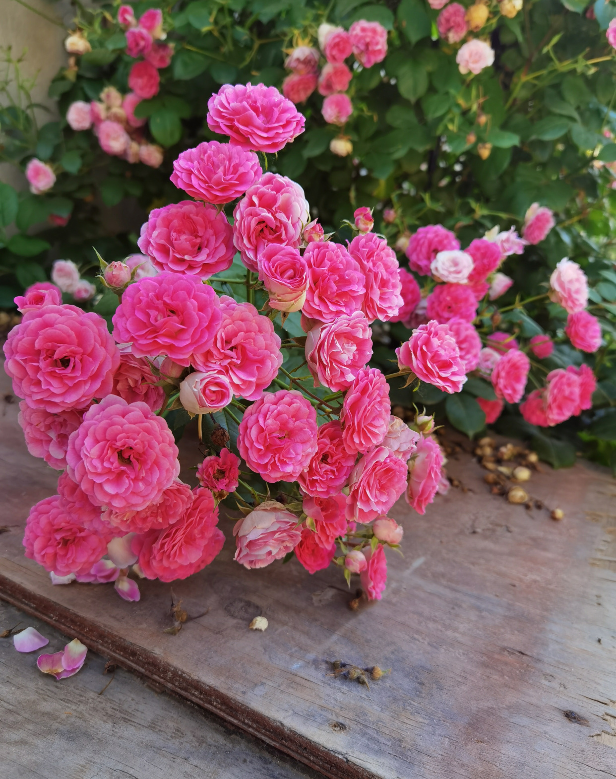 藤本月季"胭脂扣"—花量超多,来花勤快,长势迅速,适合做花墙