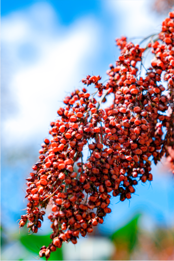 红缨子糯高粱,茅台镇丰收啦!