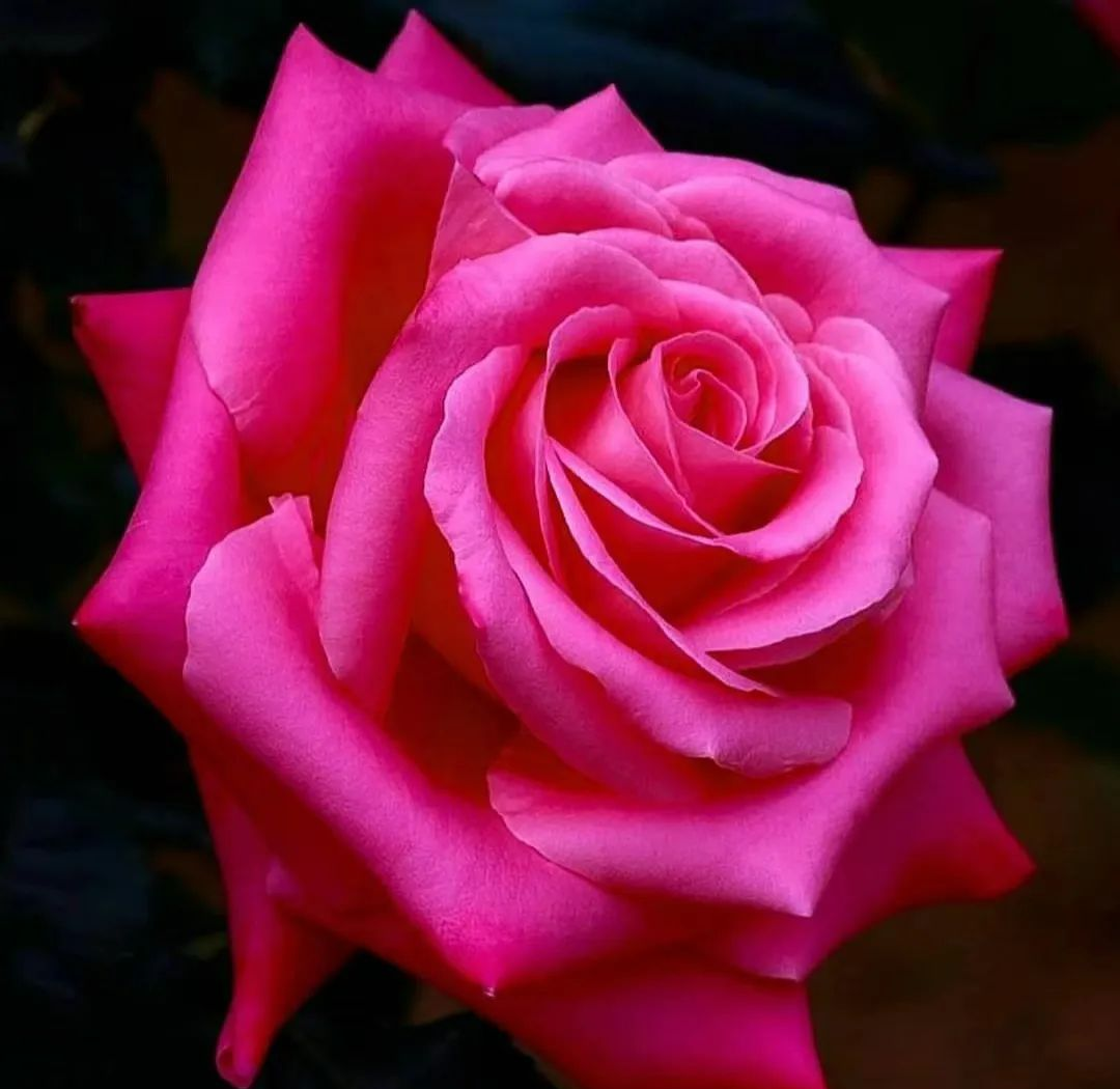 中老年人头像精选