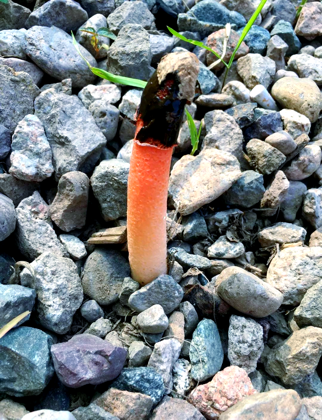 红鬼笔:传统医学中的清热解毒与消肿生肌的神奇药材