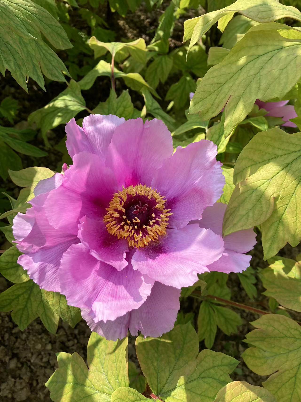 垫江牡丹(旅行散文系列)