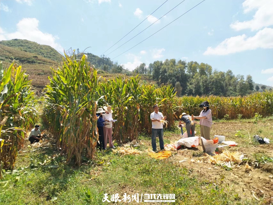 毕节市大方县马场镇大豆玉米带状复合种植示范点测产验收亩产达572