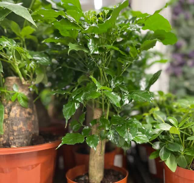 富贵美观大气,室内幸福财运花