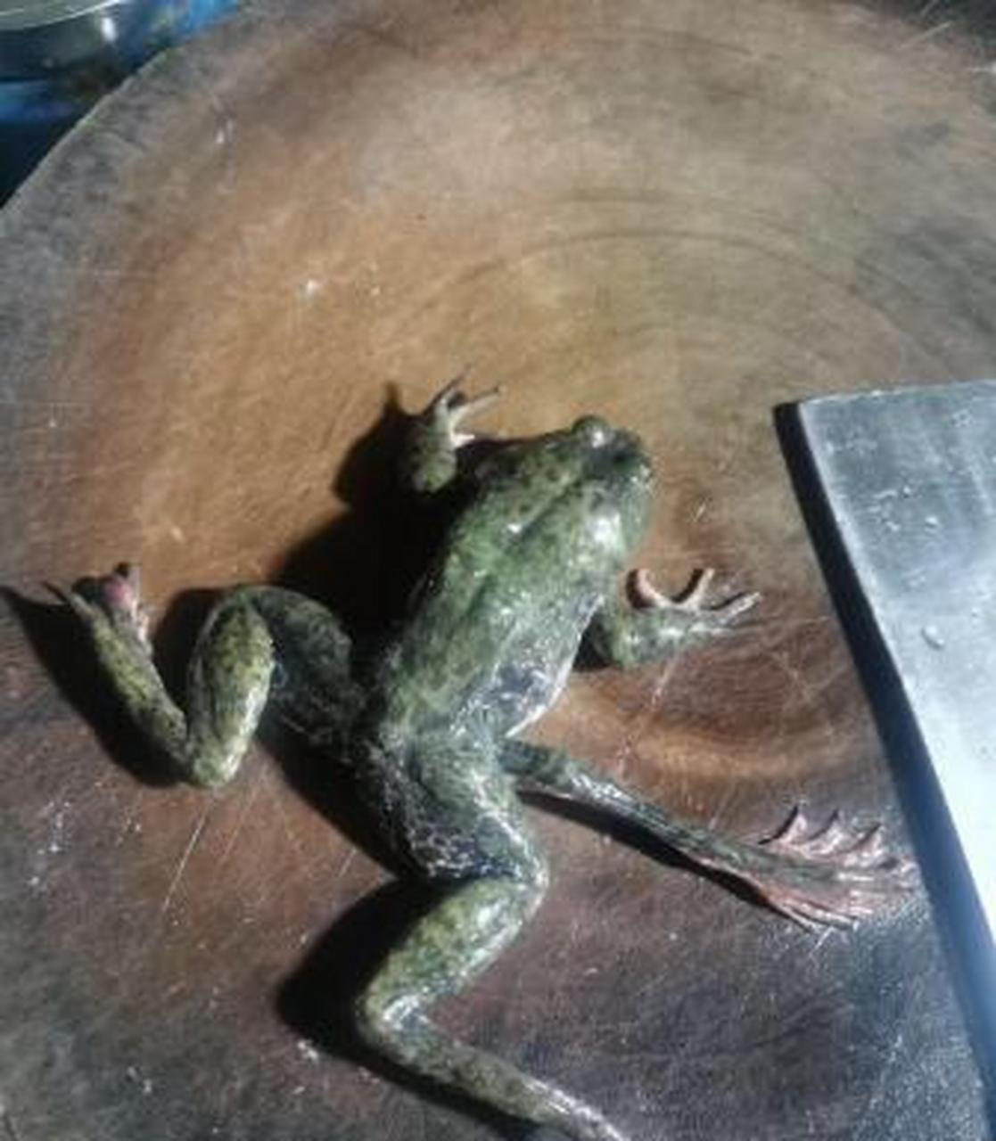 真有三条腿的青蛙啊