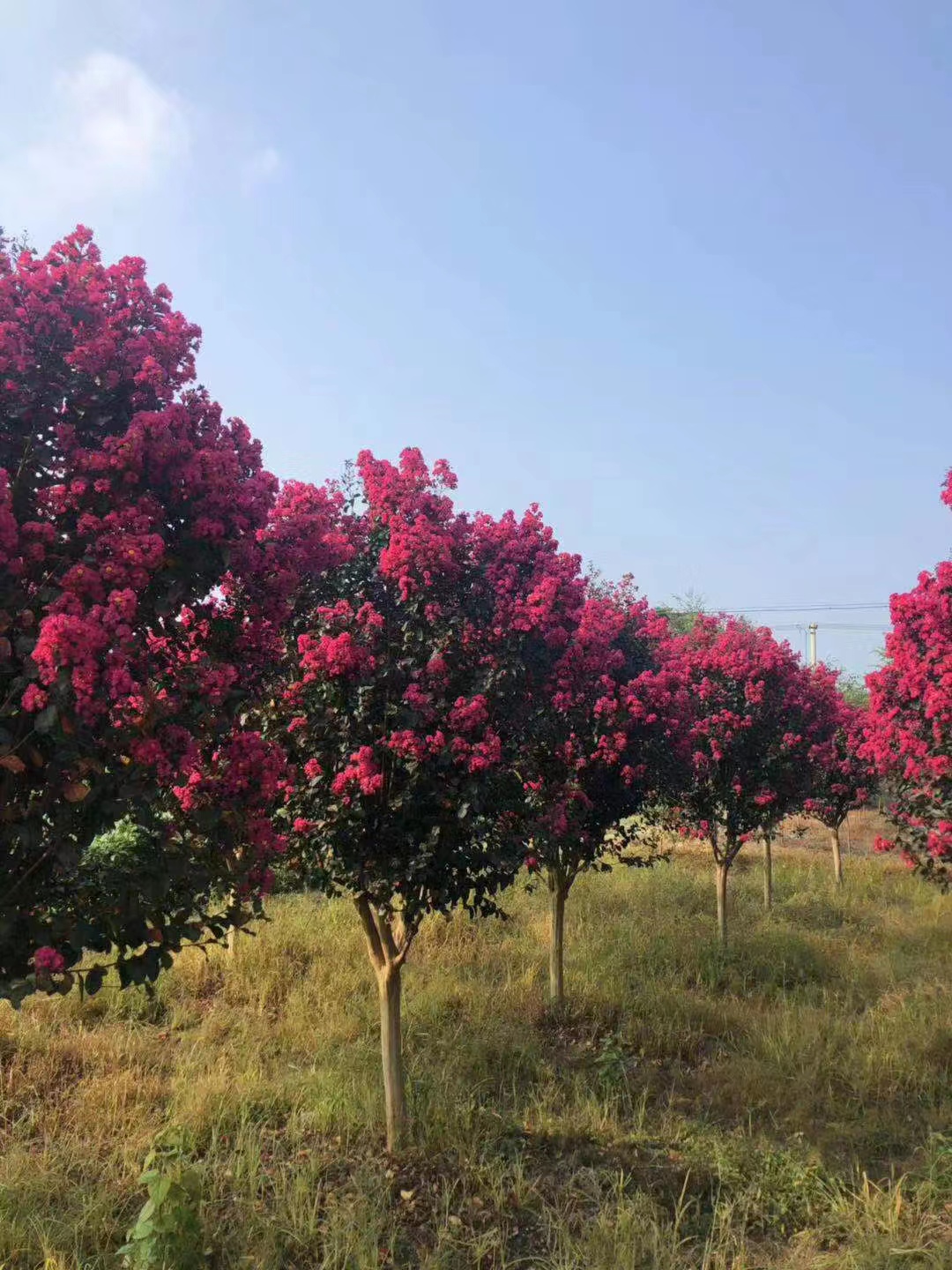 恭喜芊锦荟入驻苗木通,江苏张雪:专业花卉销售中心
