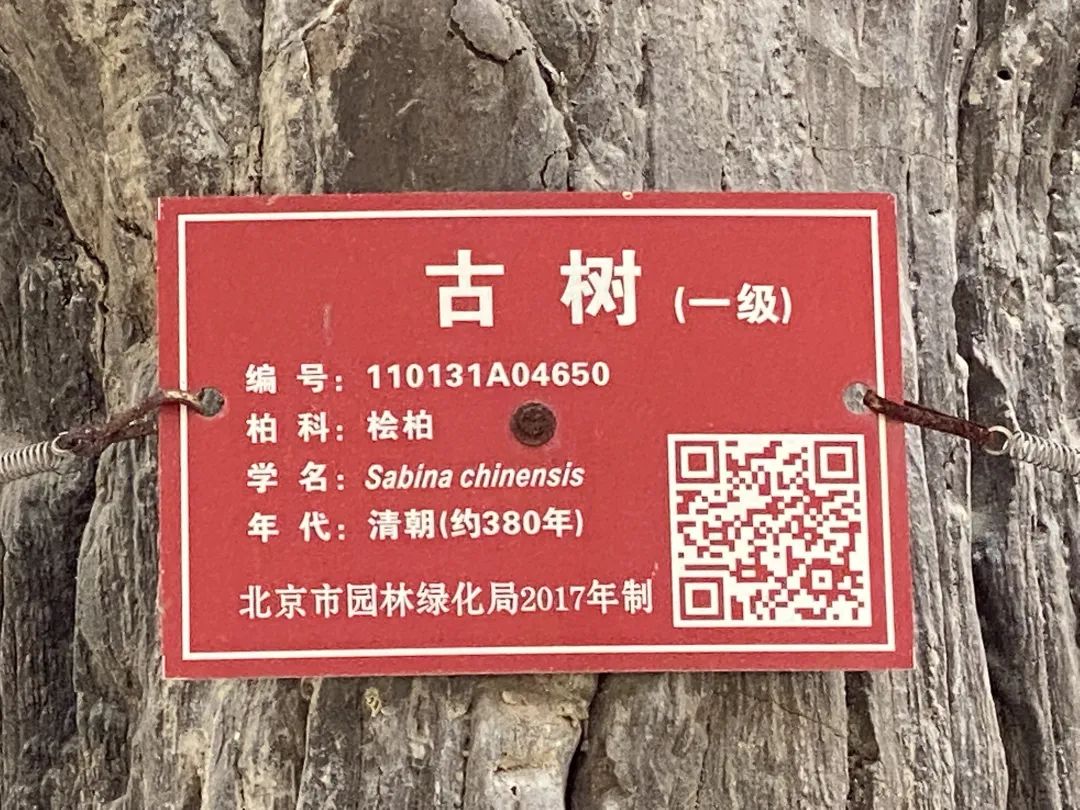 古树寻踪!天坛古树藏着哪些秘密?