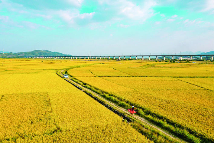 惠州稔山镇竹园村海风吹稻浪丰景美如画