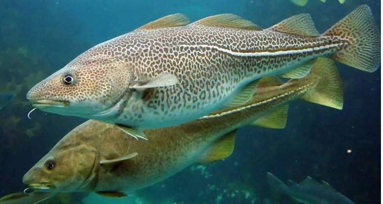 麦香鱼是什么鱼