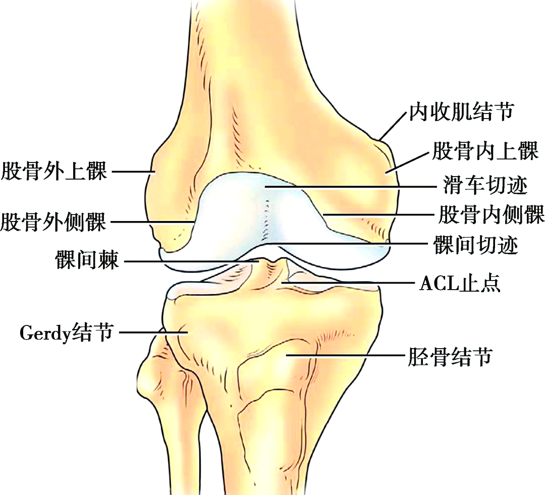 膝关节解剖结构及其对治疗的意义
