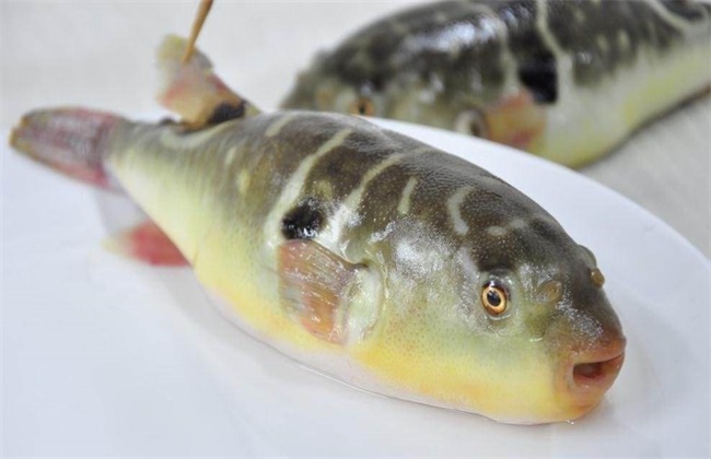 黑脊倒刺鲃苗种培育技术探究(3)