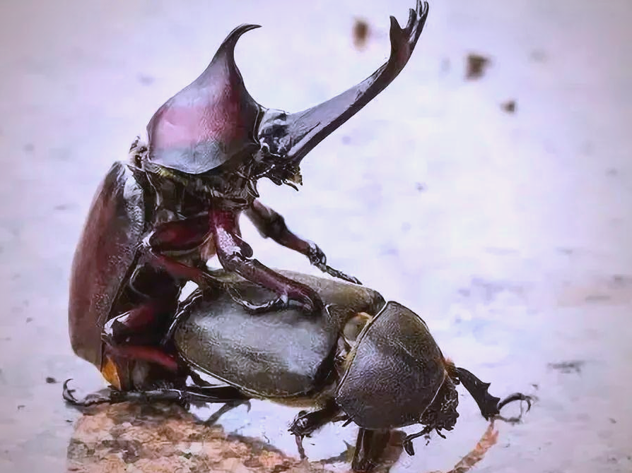 独角仙:一种威武霸气的观赏昆虫