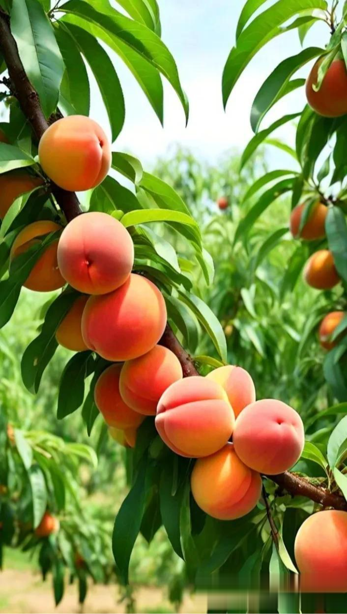 桃子累累,枝头满缀,硕果盈盈