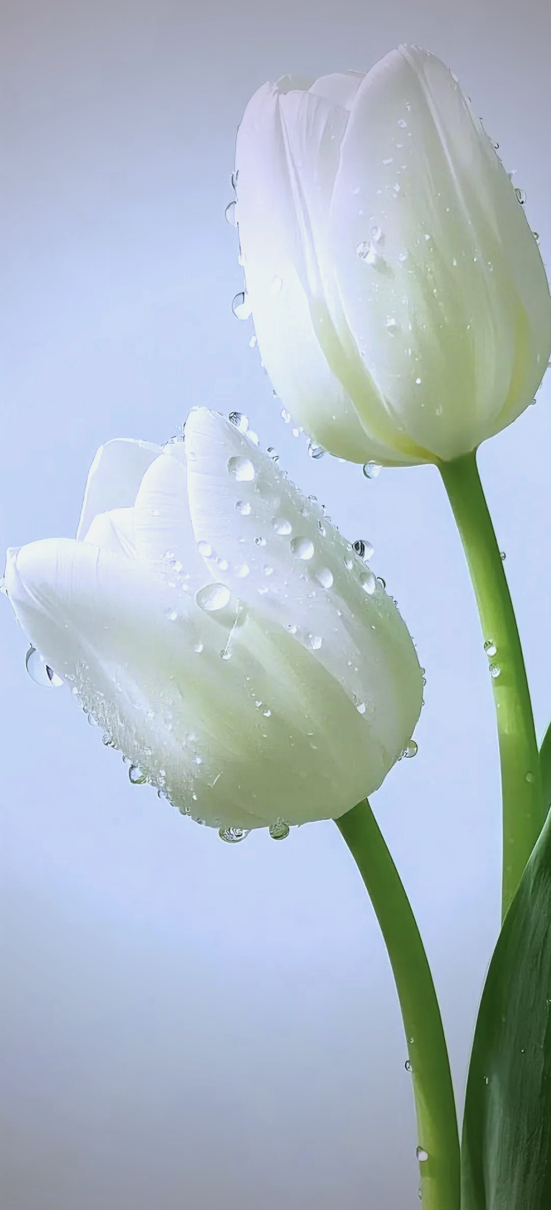 自然风情护眼壁纸推荐与使用建议