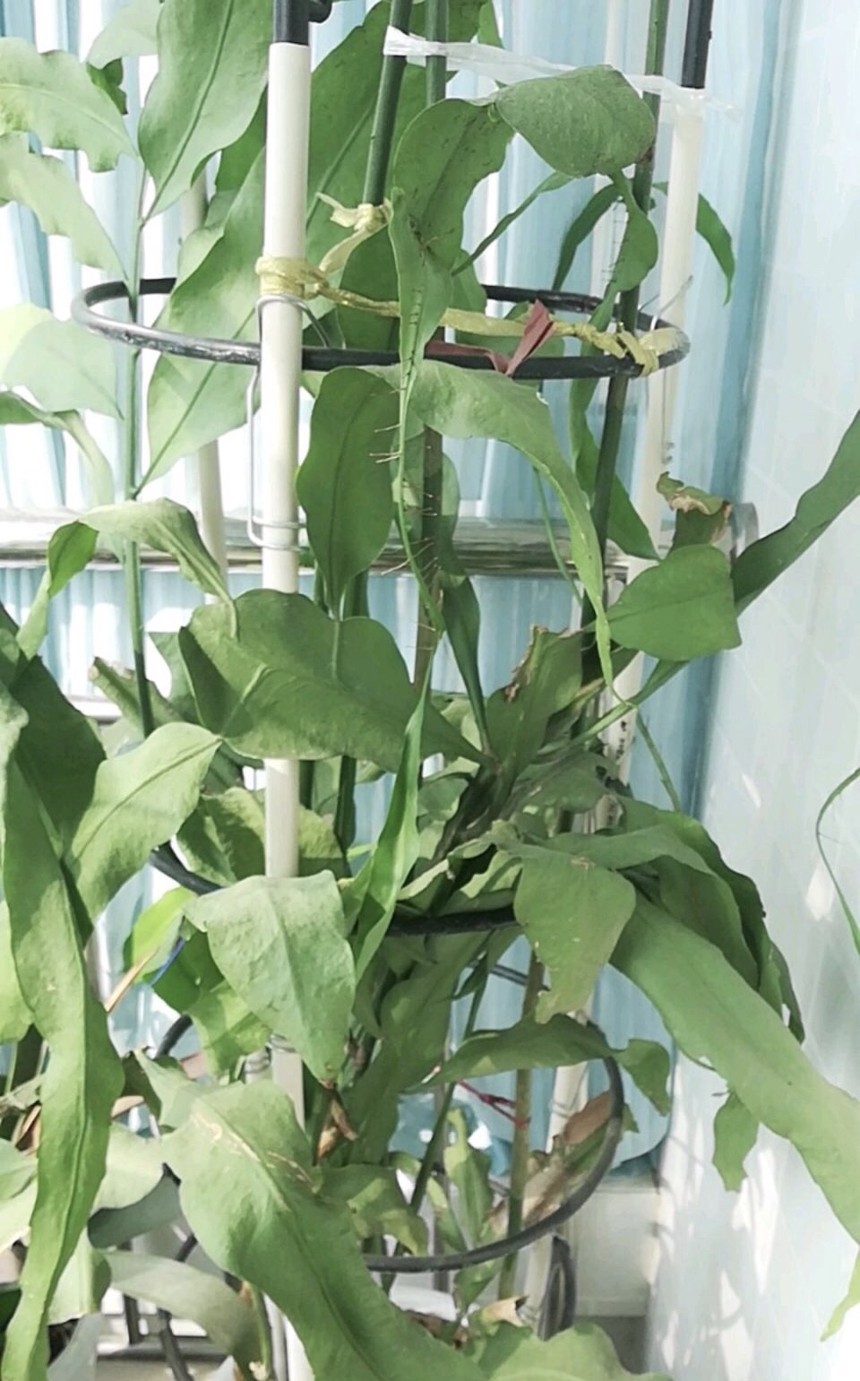 昙花开败了,叶子像"抽筋"了一样耷拉,抓住2个主要原因