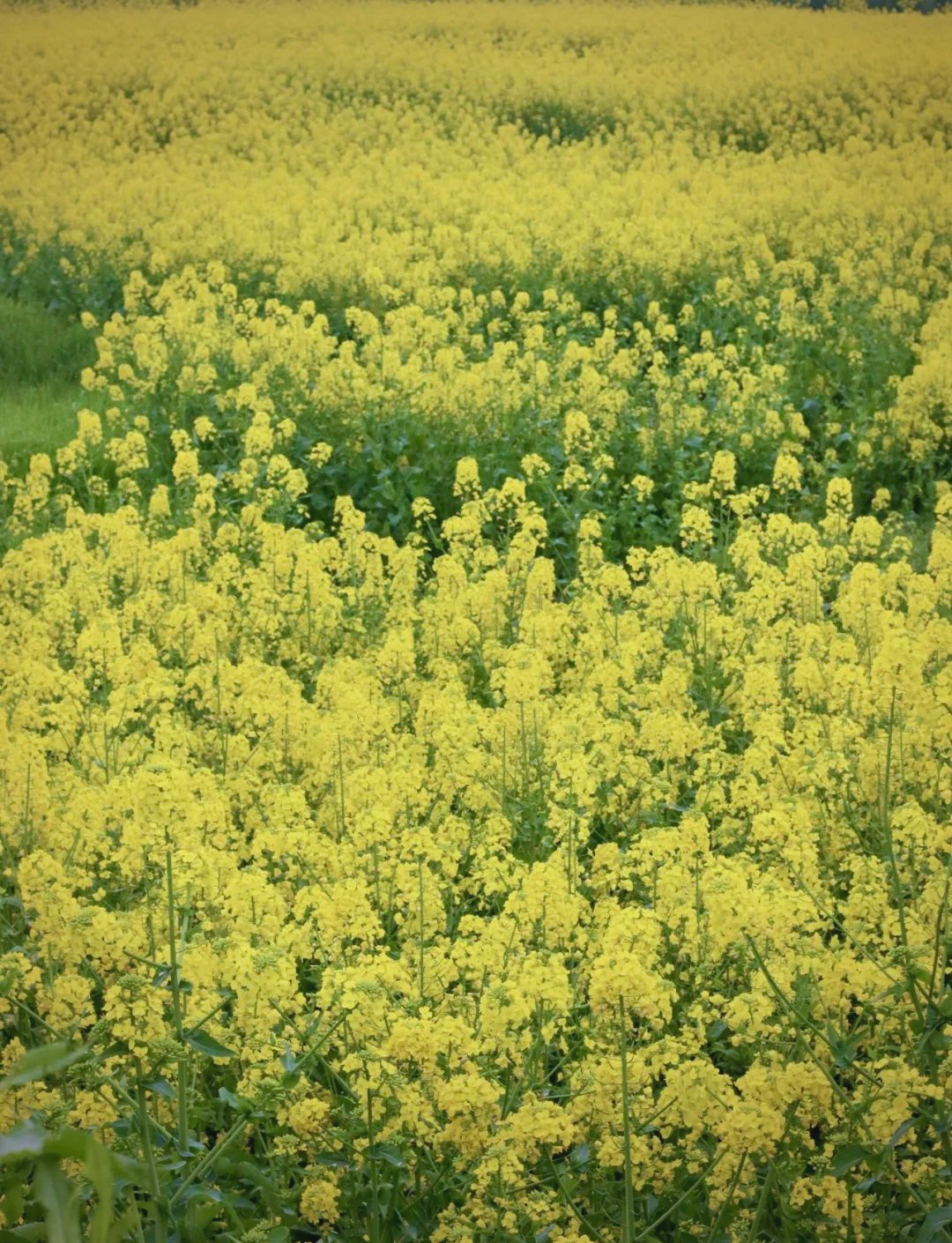 成都周边游:邛崃两河村的油菜花与江南水乡
