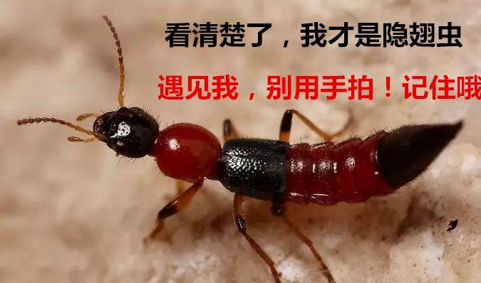 轻则留疤,重则毁容,小小的隐翅虫为什么这么厉害?遇到怎么办?