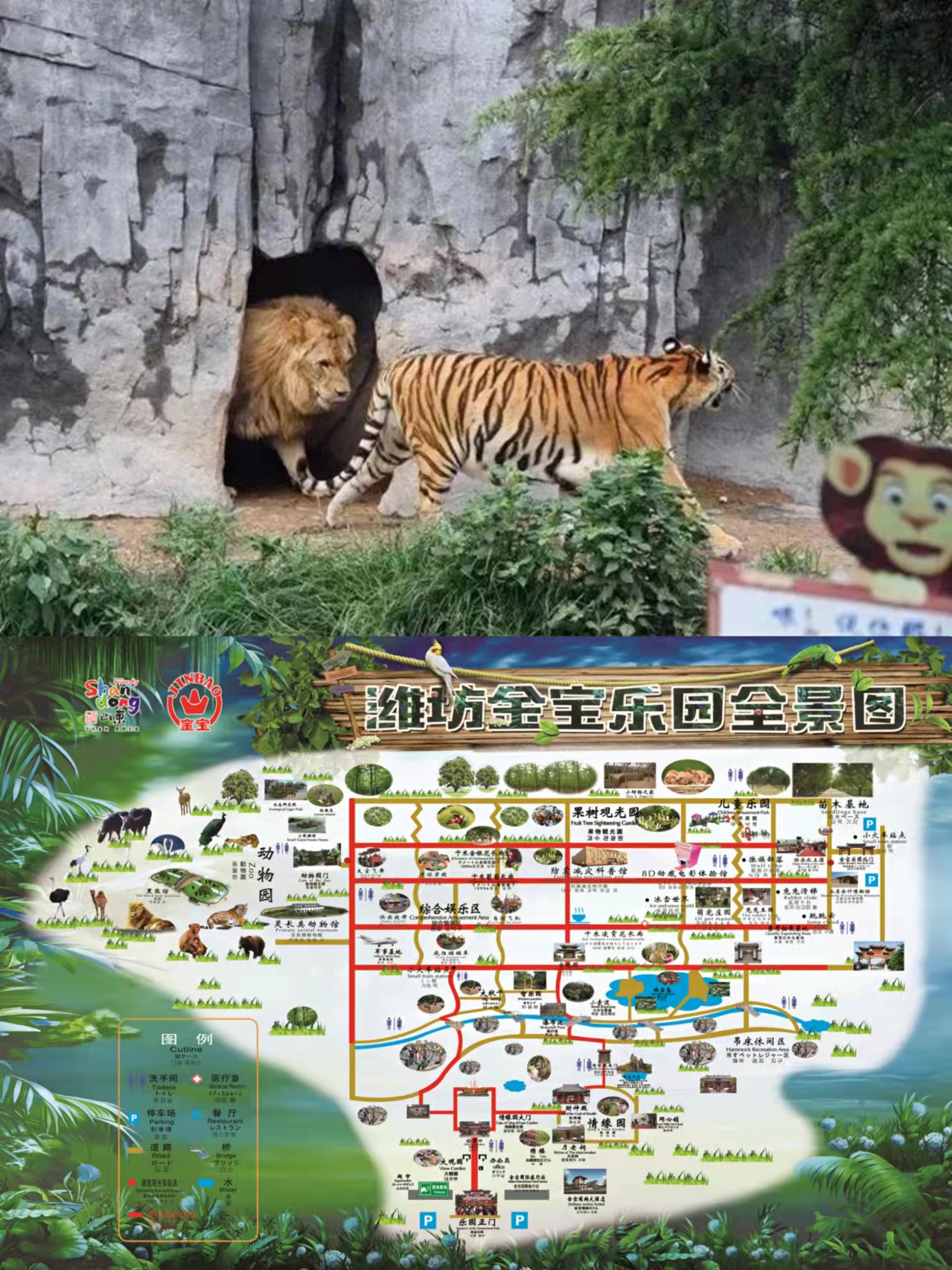 虎年去哪玩/快来金宝乐园看老虎