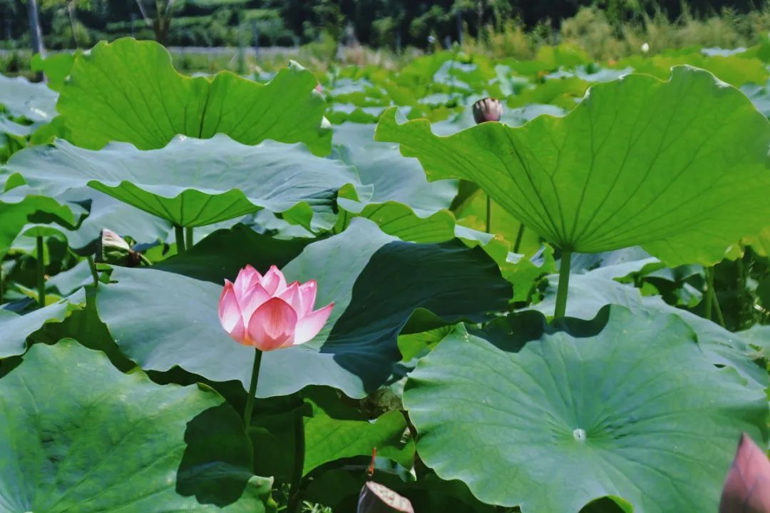 乌当区百宜花海图片